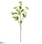 Dogwood Seed Spray - Cream Green - Pack of 12