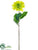 Dahlia Spray - Lime - Pack of 12