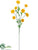 Aster Daisy Spray - Yellow - Pack of 12