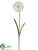 Dandelion Spray - Cream - Pack of 12