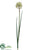 Dandelion Spray - Cream Green - Pack of 12