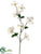 Dogwood Spray - Cream - Pack of 12