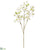 Dogwood Spray - Cream - Pack of 6