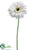 Gerbera Daisy Spray - White - Pack of 12