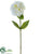 Dahlia Spray - Cream White - Pack of 12