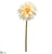 Dahlia Spray - Peach - Pack of 12