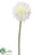 Dahlia Spray - White - Pack of 12