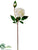 Dahlia Spray - Cream - Pack of 12