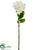 Dahlia Spray - Cream Lime - Pack of 12