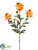 Shasta Daisy Spray - Orange Two Tone - Pack of 12