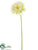 Gerbera Daisy Spray - White Green - Pack of 12