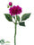 Dahlia Spray - Rubrum - Pack of 24