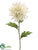 Spider Dahlia Spray - Cream - Pack of 12