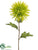 Spider Dahlia Spray - Green - Pack of 12