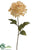 Dahlia Spray - Beige - Pack of 12