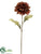 Dahlia Spray - Chocolate - Pack of 12