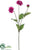 Dahlia Spray - Boysenberry - Pack of 12