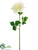 Dahlia Spray - Cream - Pack of 12