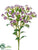 Dianthus Spray - Violet Cream - Pack of 12