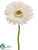 Gerbera Daisy Spray - Cream - Pack of 24