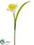 Daffodil Spray - White Yellow - Pack of 12