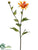 Shasta Daisy Spray - Orange - Pack of 12