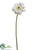 Gerbera Daisy Spray - Cream - Pack of 12