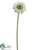 Gerbera Daisy Spray - Green Light - Pack of 12