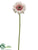 Gerbera Daisy Spray - Pink Cream - Pack of 12