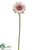 Gerbera Daisy Spray - Pink Cream - Pack of 12