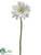 Gerbera Daisy Spray - Cream - Pack of 12