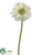 Gerbera Daisy Spray - Green Light - Pack of 12