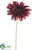 Gerbera Daisy Spray - Wine Two Tone - Pack of 12