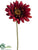 Gerbera Daisy Spray - Wine Two Tone - Pack of 12