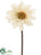 Gerbera Daisy Spray - Beige - Pack of 24