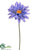 Gerbera Daisy Spray - Blue Helio - Pack of 12