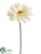 Gerbera Daisy Spray - Cream - Pack of 12