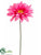 Gerbera Daisy Spray - Rose Two Tone - Pack of 12