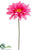 Gerbera Daisy Spray - Rose Two Tone - Pack of 12