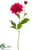 Dahlia Spray - Rubrum - Pack of 12