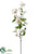 Dogwood Spray - Cream - Pack of 12