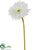 Gerbera Daisy Spray - Ivory - Pack of 12