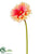 Gerbera Daisy Spray - Peach Cerise - Pack of 12