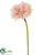 Gerbera Daisy Spray - Peach Pink - Pack of 12