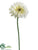 Gerbera Daisy Spray - Cream - Pack of 12