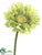 Gerbera Daisy Spray - Green - Pack of 12