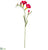 Freesia Spray - Beauty - Pack of 12