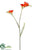 Freesia Spray - Flame - Pack of 12