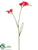 Freesia Spray - Fuchsia Two Tone - Pack of 12