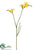 Freesia Spray - Yellow - Pack of 12